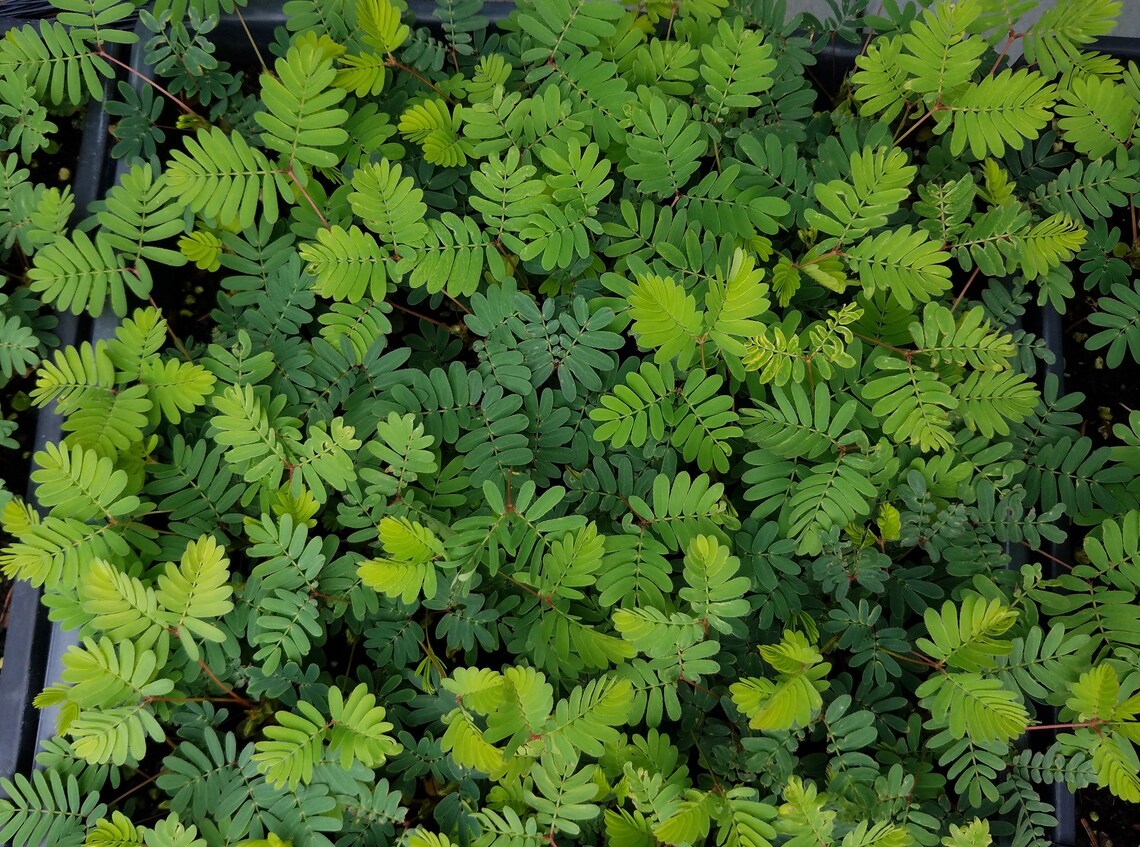 Mimosa Pudica Moves When Touched Sensitive Plant Rare Etsy