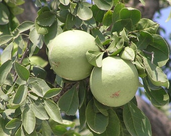 AEGLE MARMELOS ORGANIC BEL BAEL FRUIT SEEDS INDIAN RAW HERB