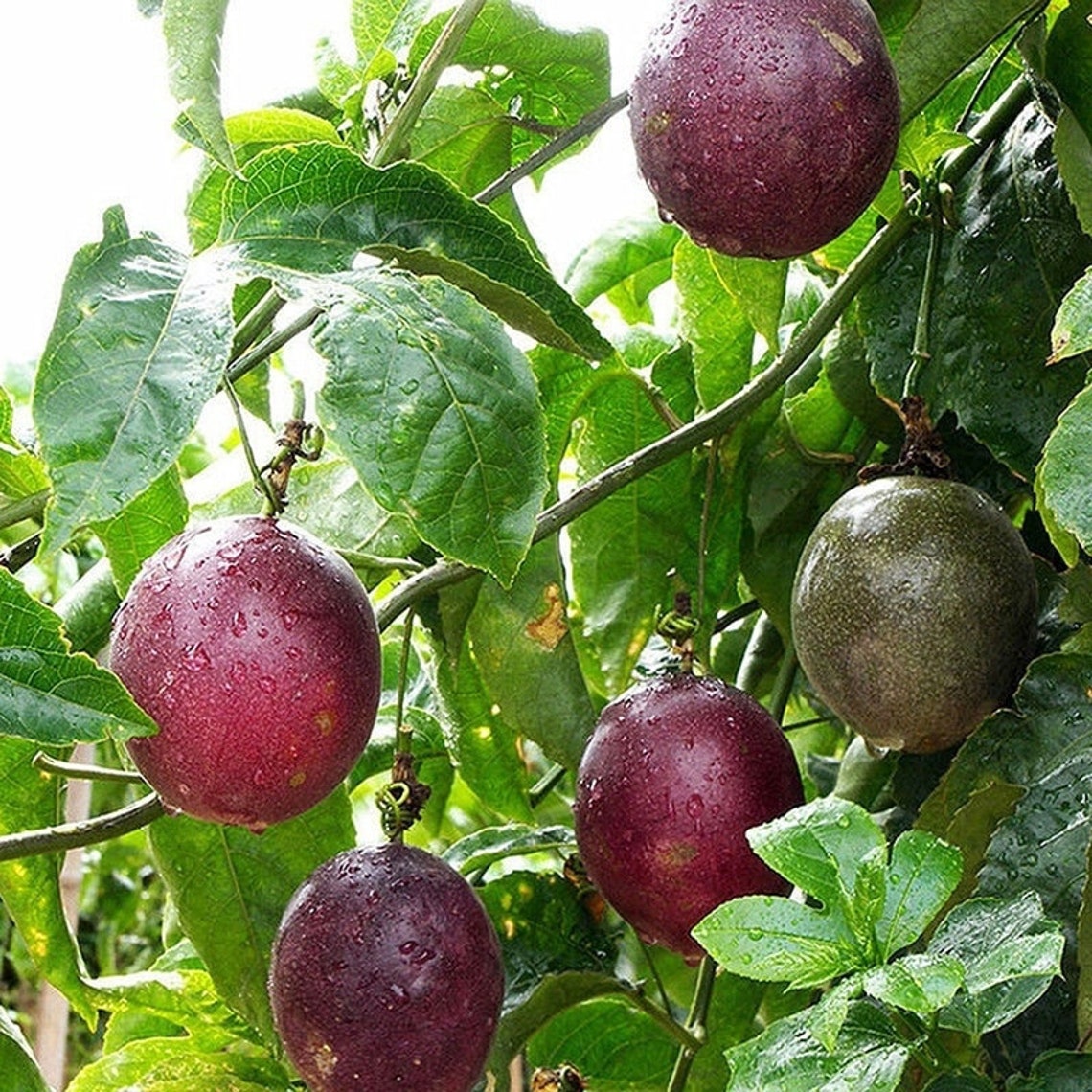 Passion Fruit Vine Purple Possum 20 Seeds Passiflora Etsy