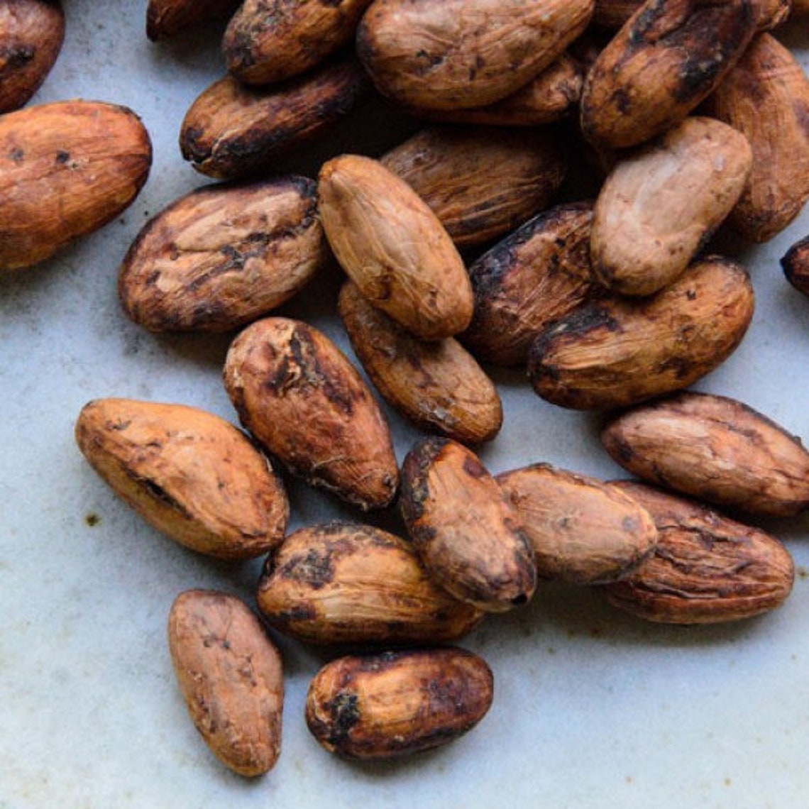 Organic Raw Cacao Cocoa Beans Raw Cacao Beans Cacao Etsy