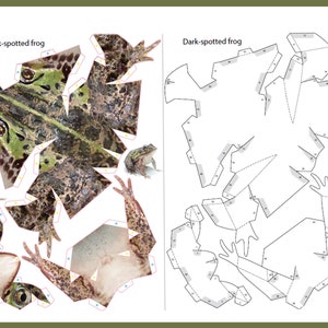 May include: A printable papercraft model of a dark-spotted frog. The model is made up of 12 pieces that can be cut out and assembled to create a 3D frog. The model is labeled with numbers to help with assembly.