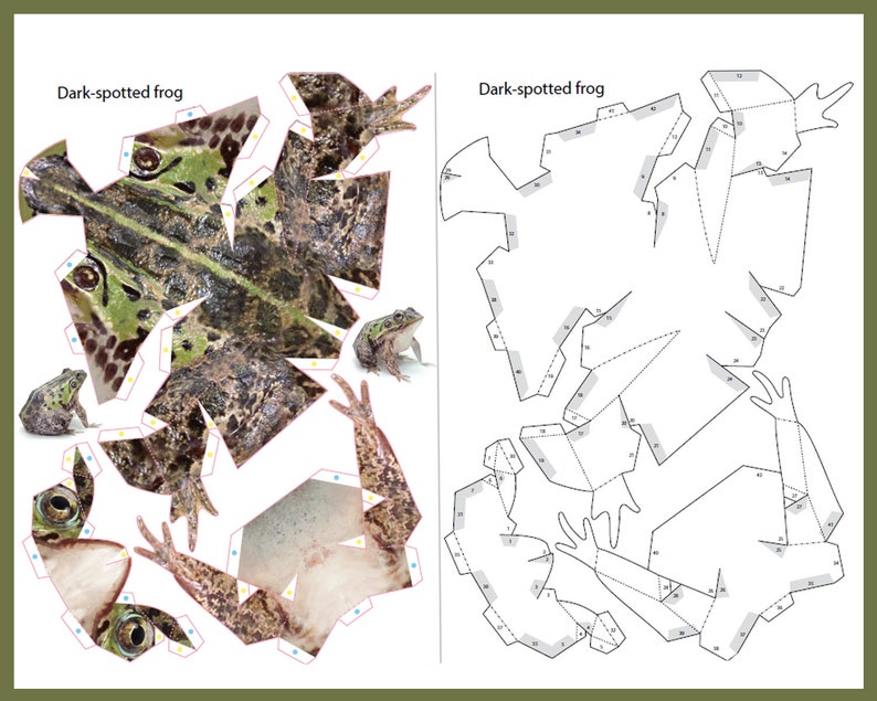 May include: A printable papercraft model of a dark-spotted frog. The model is made up of 12 pieces that can be cut out and assembled to create a 3D frog. The model is labeled with numbers to help with assembly.