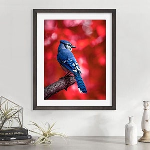 May include: A blue jay perched on a branch with a red, blurred background. The bird is facing away from the camera, with its wings folded and its tail feathers spread out.