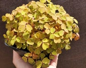 Oxalis Vulcanicola Molten Lava Full 4.5 Inch Pot