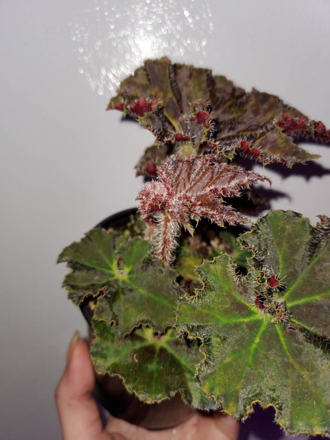Rex Begonia 'brown Derby' Rhizomatous 4 Inch Pot Etsy