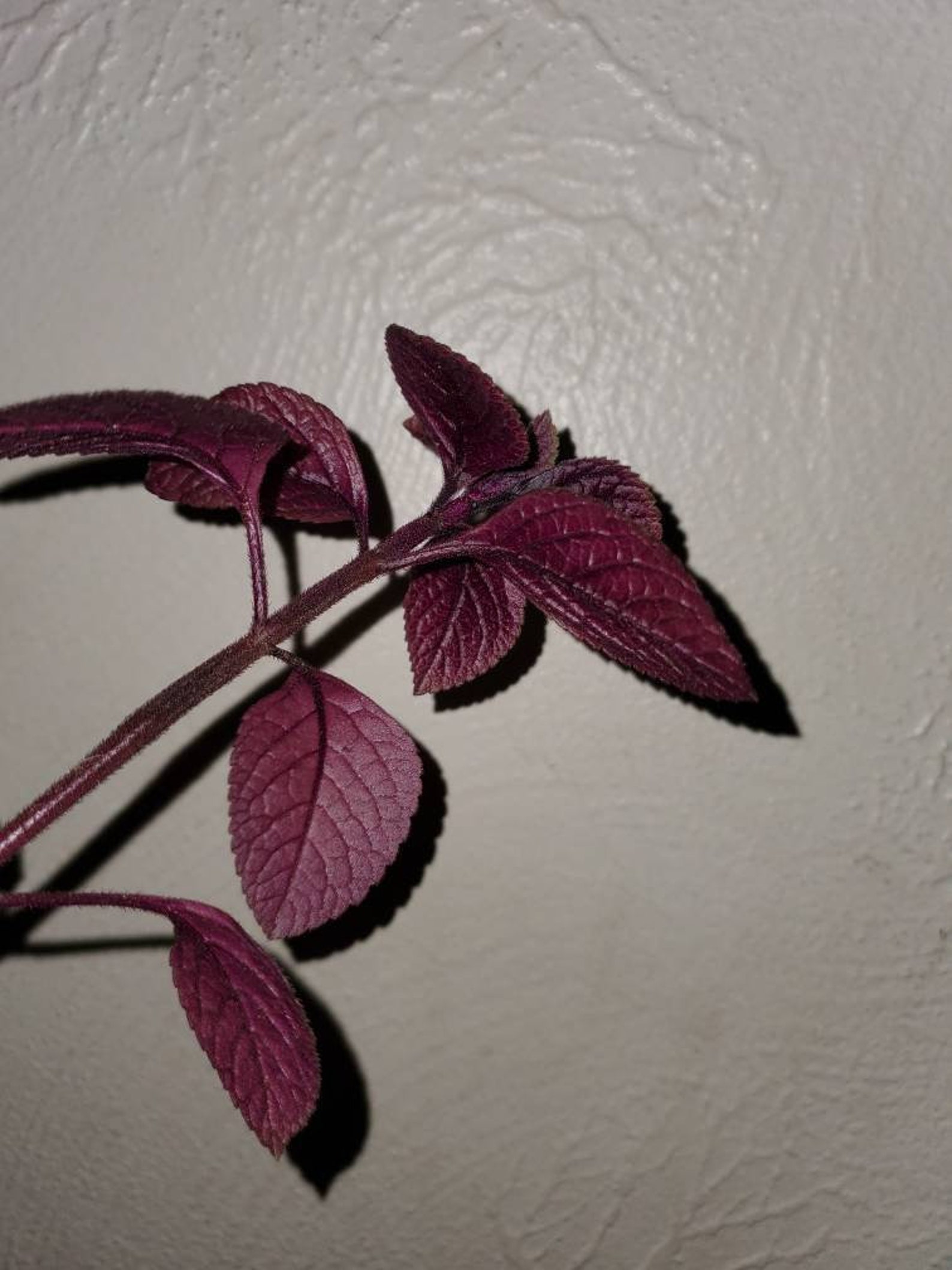 Purple Leaf Swedish Ivy 2 Inch Pot | Etsy