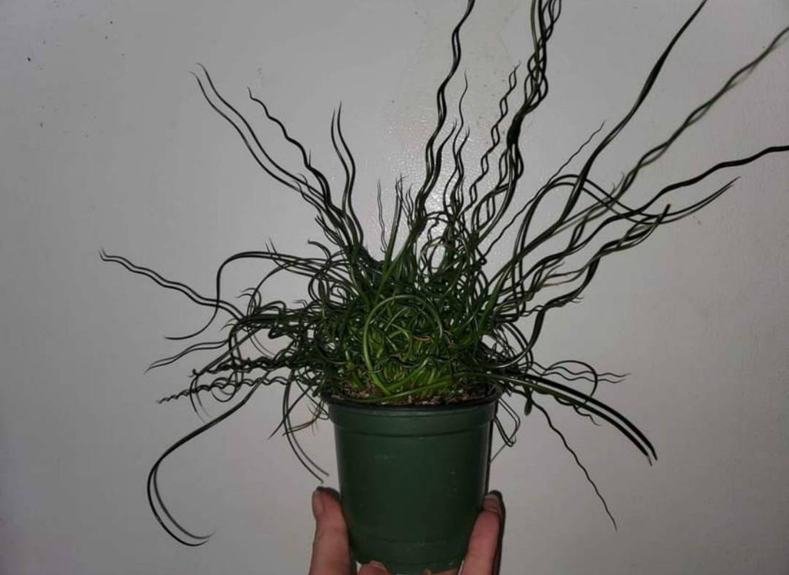 Juncus Spiralis Corkscrew Rush Grass 4 Inch Pot Etsy