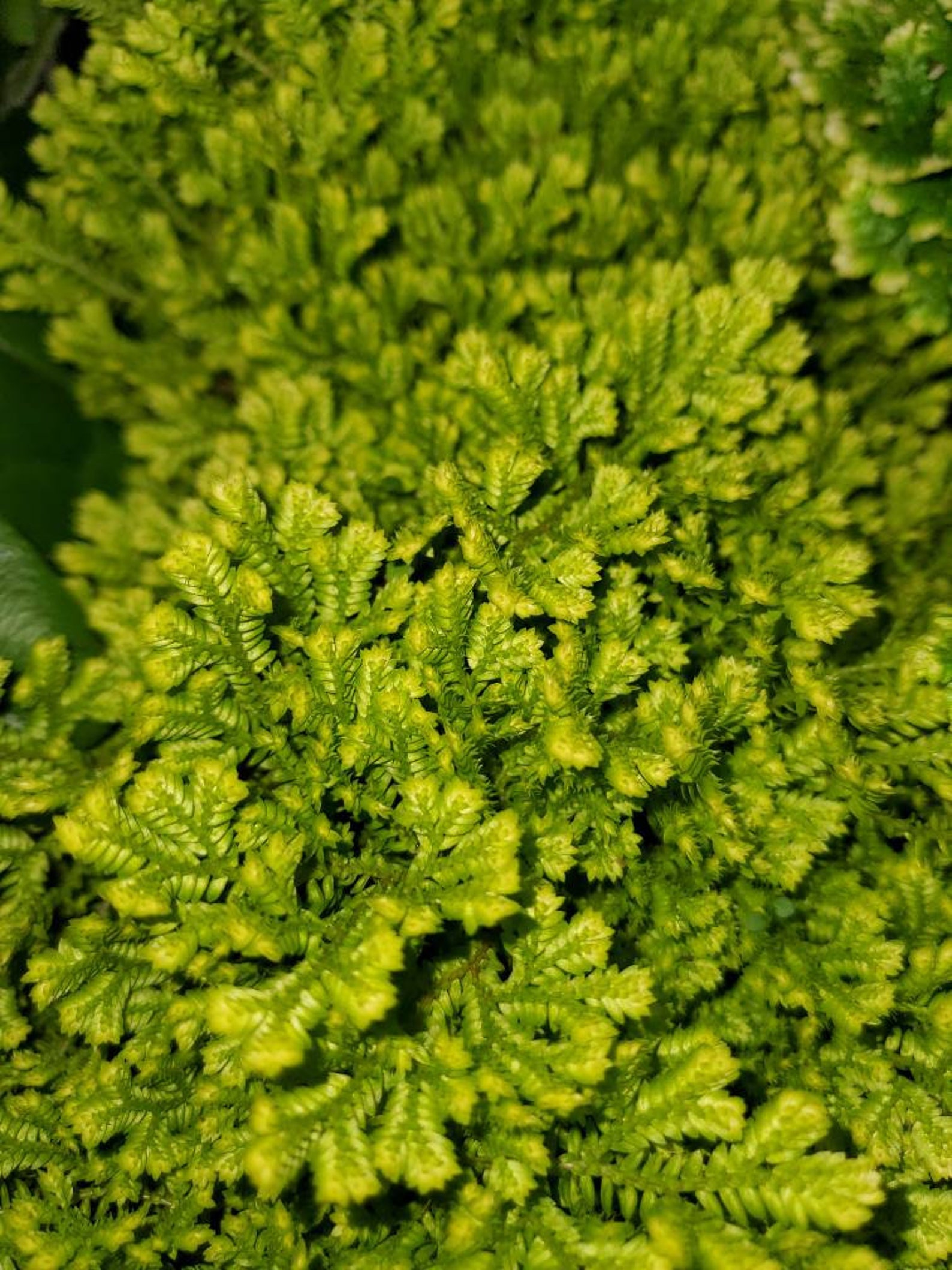 Selaginella Golden Club Moss 4 Inch Pot Live Plant Etsy