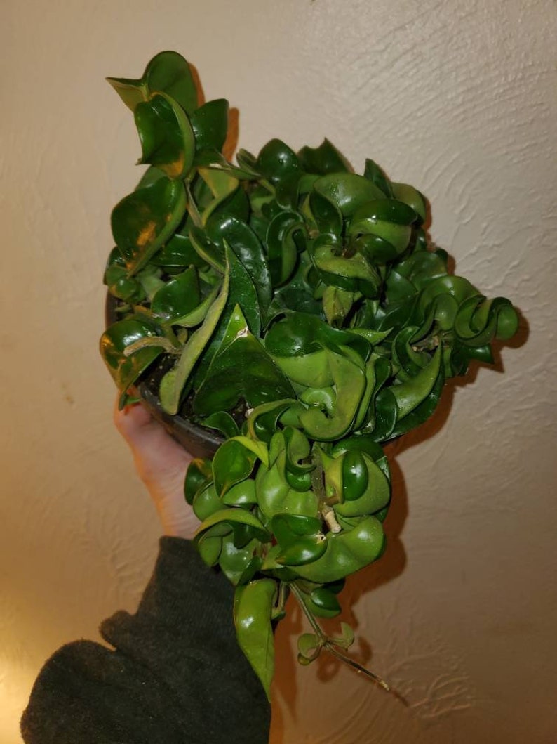 Hoya Carnosa Compacta Hindu Rope Live Plant 6 Inch Pot EXACT Etsy