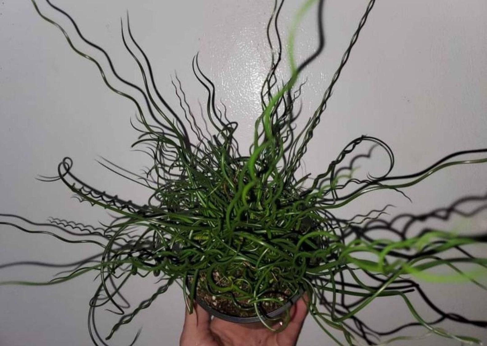 Juncus Spiralis Corkscrew Rush Grass 4 Inch Pot Etsy