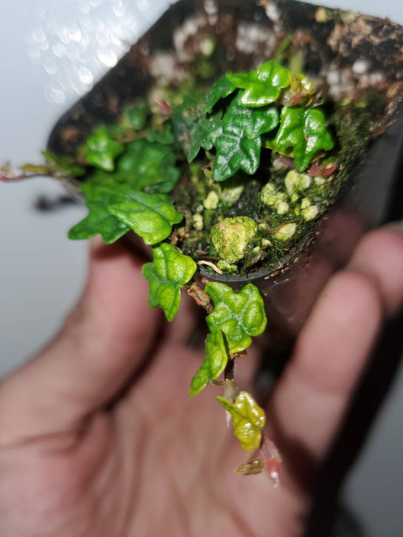 The Ultimate Guide To String Of Frogs Plant Care: Thriving With Your Amphibian Friends