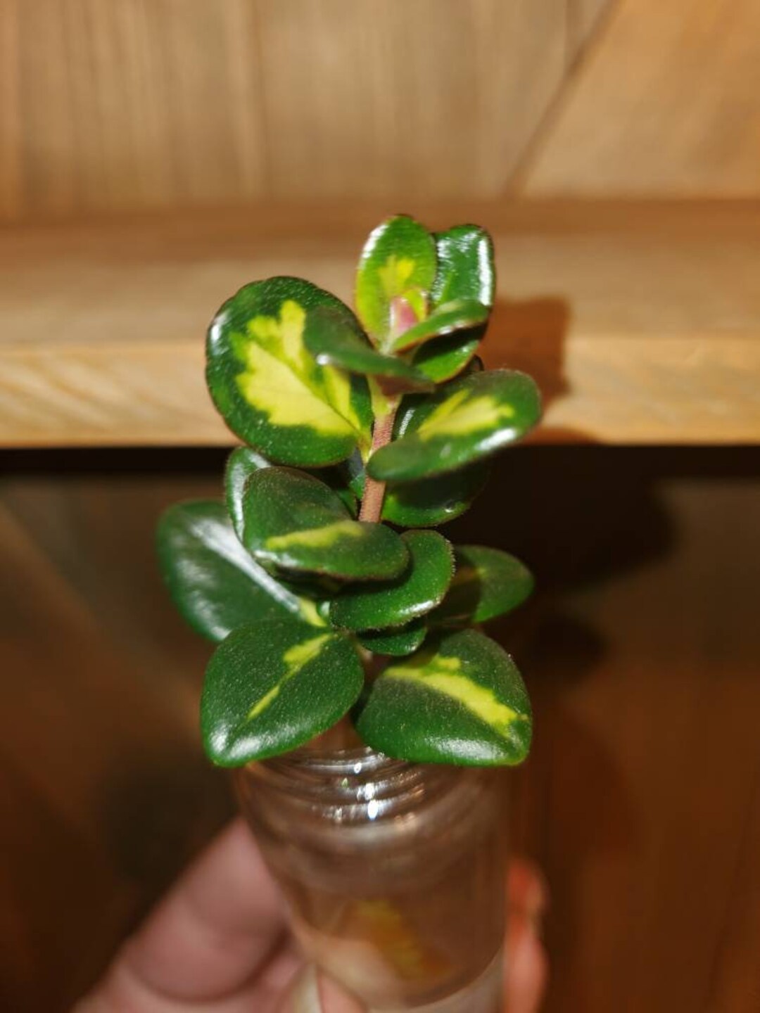 Variegated Goldfish Plant Fresh Cuttings Nematanthus Variegata Etsy