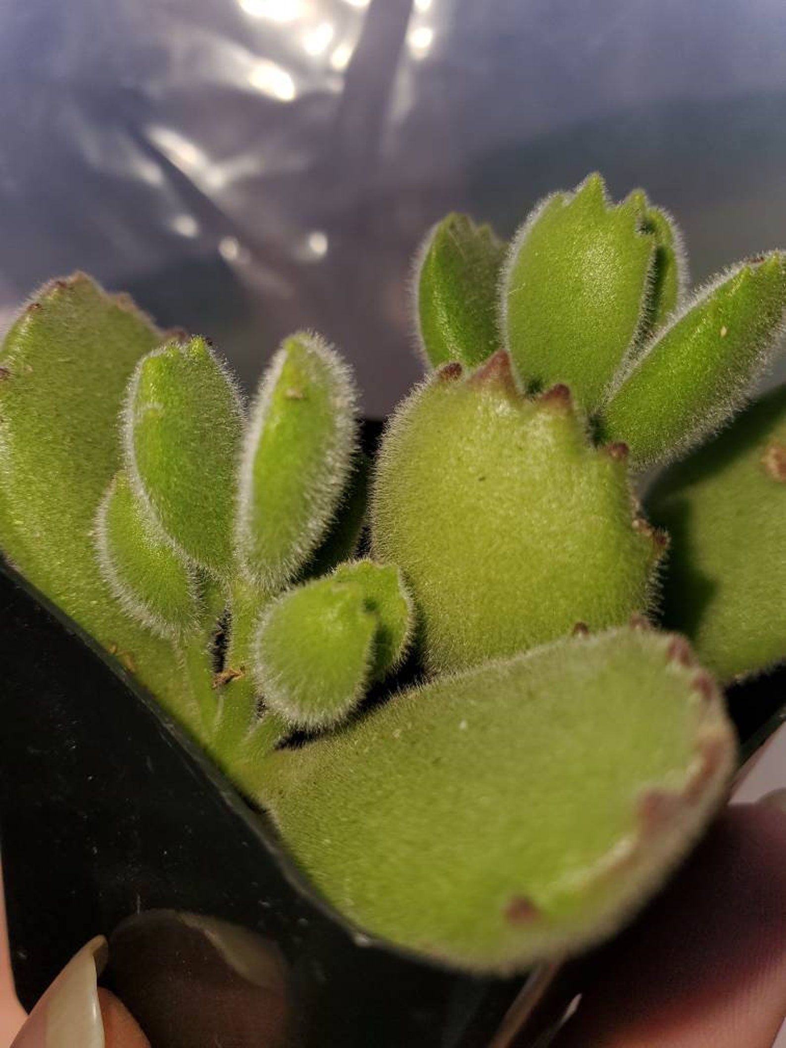 baby bear paw succulent baby bear paw succulent