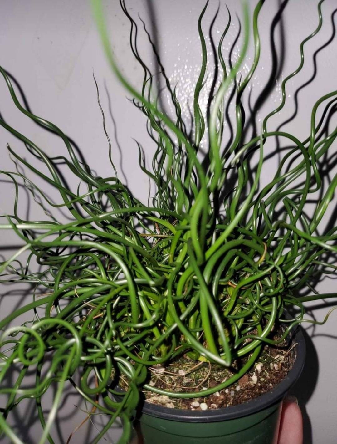 Juncus Spiralis Corkscrew Rush Grass 4 Inch Pot