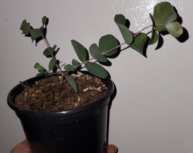 Silver Dollar Eucalyptus Plant 4 Inch Pot /eucalyptus Cinerea Live Plant Etsy