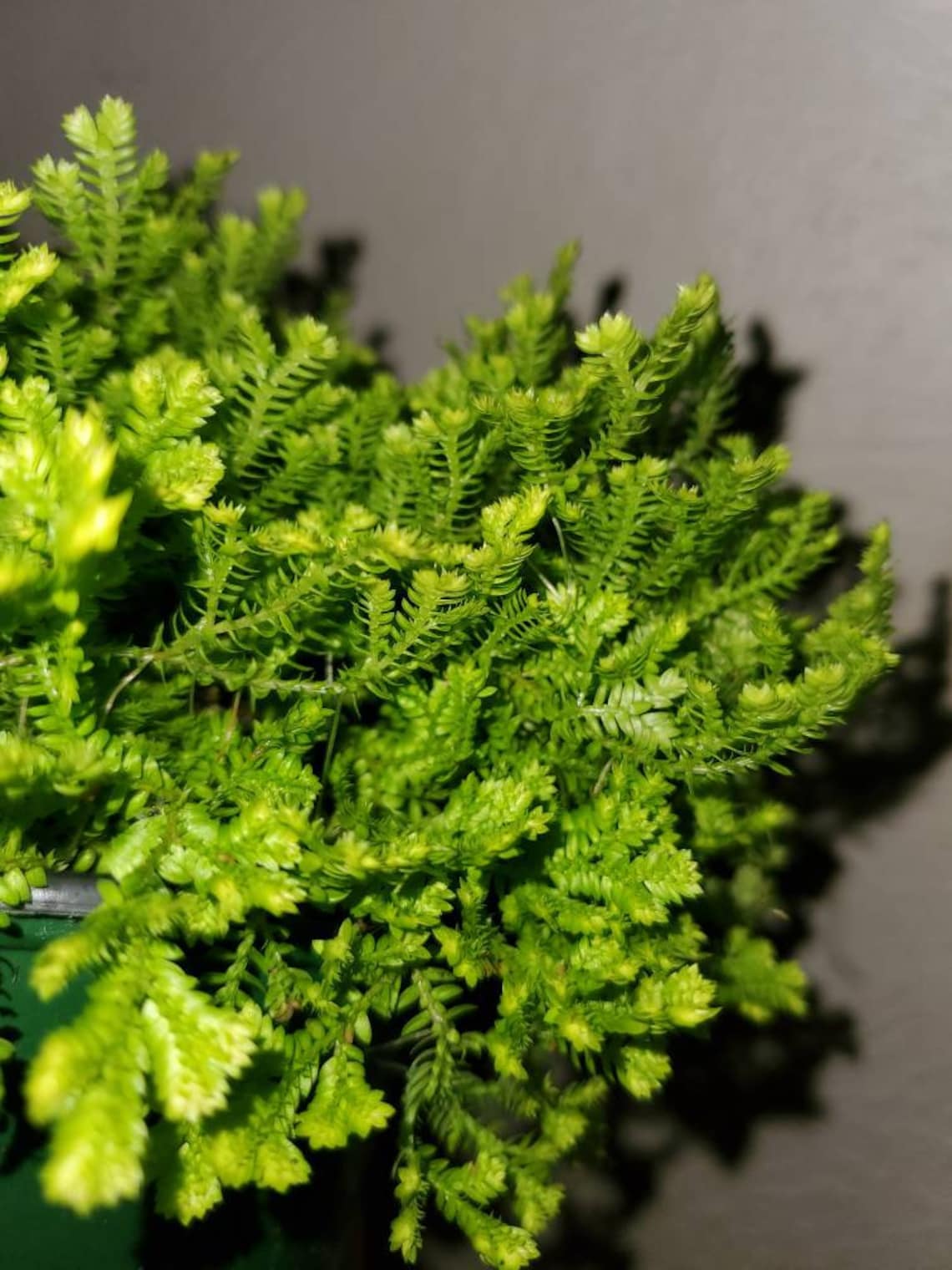 Selaginella Golden Club Moss 4 Inch Pot Live Plant Etsy