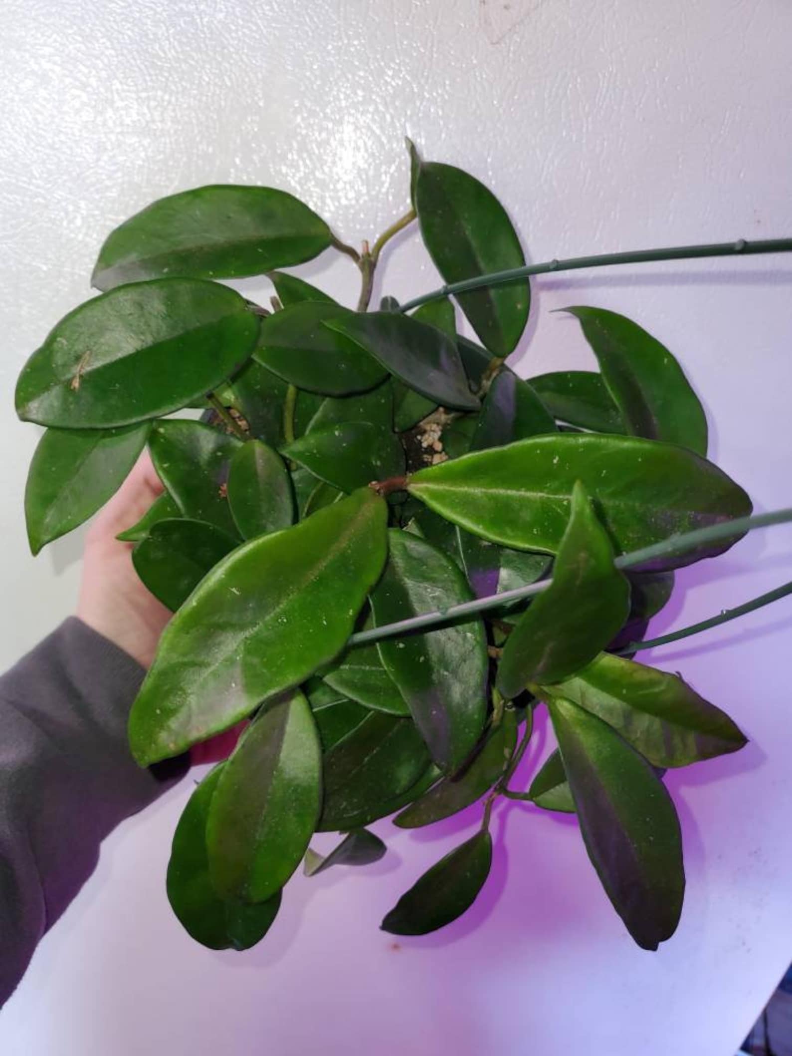 Hoya Carnosa Green Jade Full 6 Inch Pot Live Plant Etsy UK