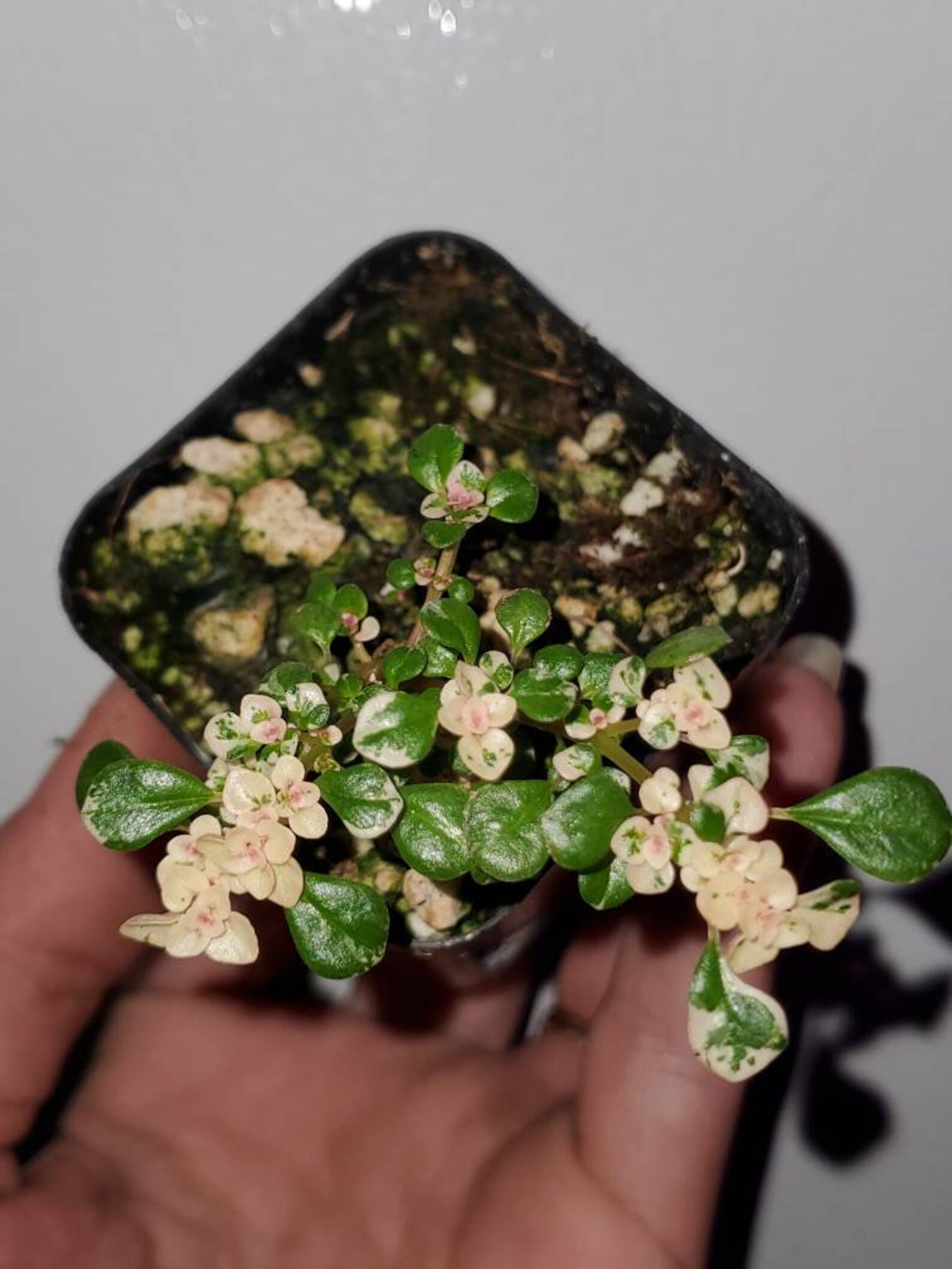 Pilea Microphylla Variegata 2 Inch Pot Etsy