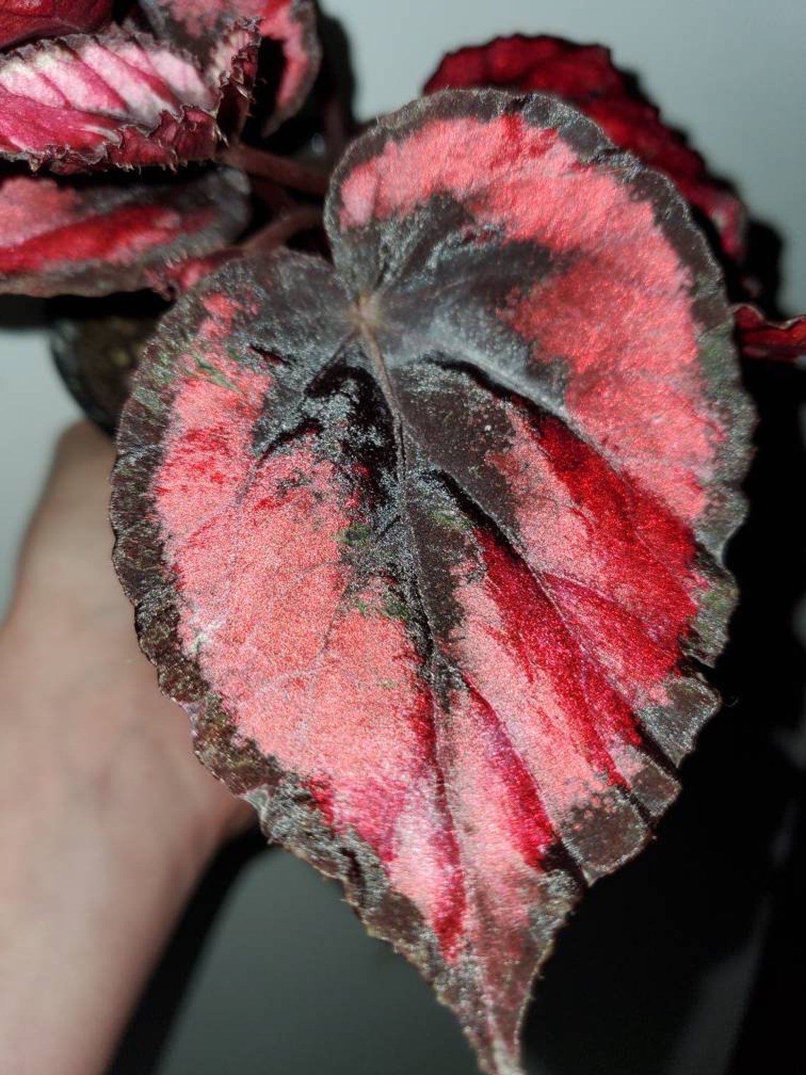 Rex Begonia ‘Red Kiss’ 4 Inch Pot | Etsy