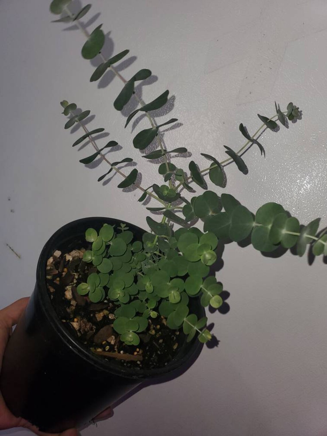 Eucalyptus Baby Blue 1 Gallon Pot LIVE PLANT Etsy