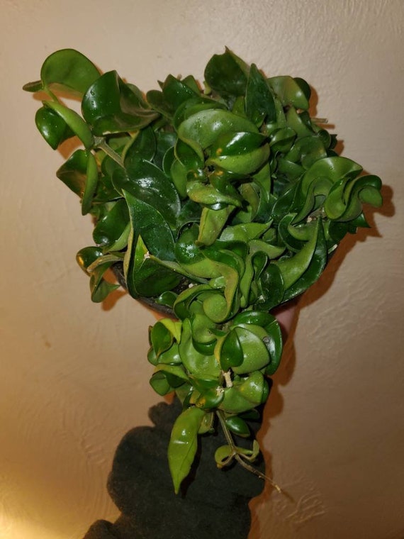 Hoya Carnosa Compacta Hindu Rope Live Plant 6 Inch Pot EXACT | Etsy