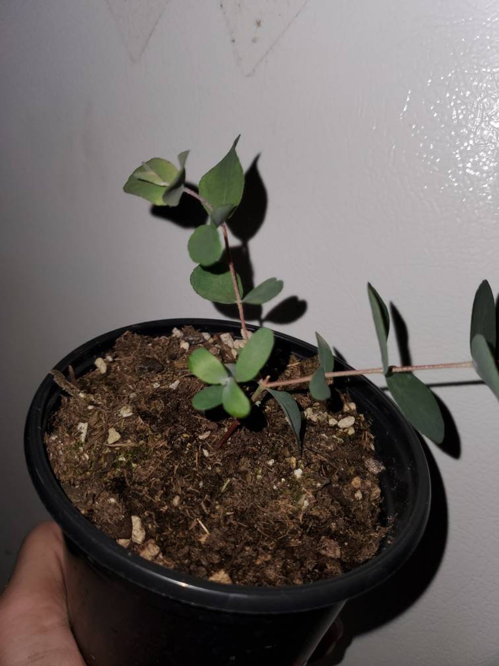 Silver Dollar Eucalyptus Plant 4 Inch Pot /eucalyptus Cinerea Etsy