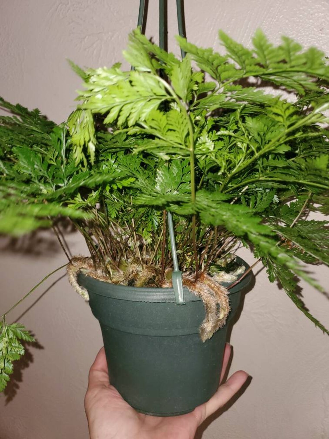 Rabbit's Foot Fern Large 6 Inch Pot Etsy