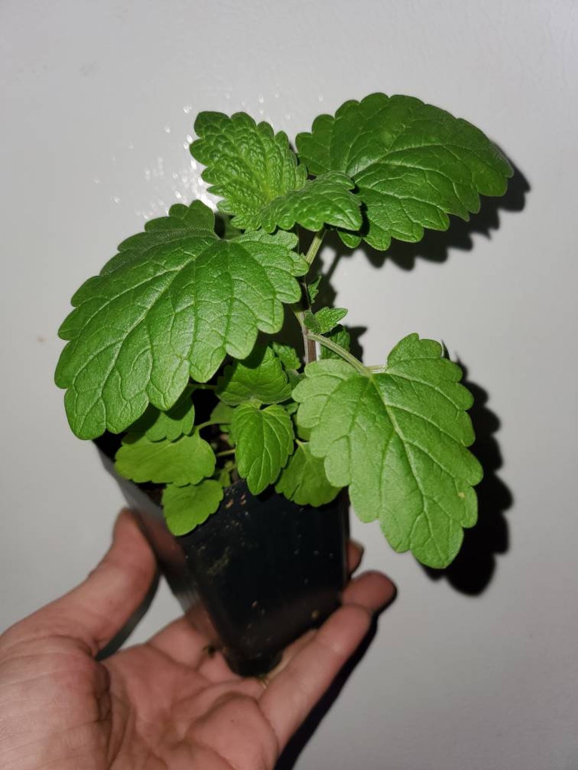Catnip Live Plant 3 Inch Pot Etsy