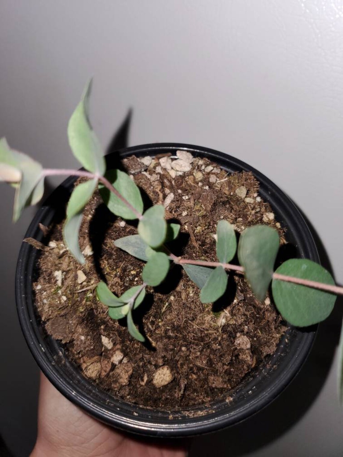 Silver Dollar Eucalyptus Plant 4 Inch Pot /eucalyptus Cinerea Etsy