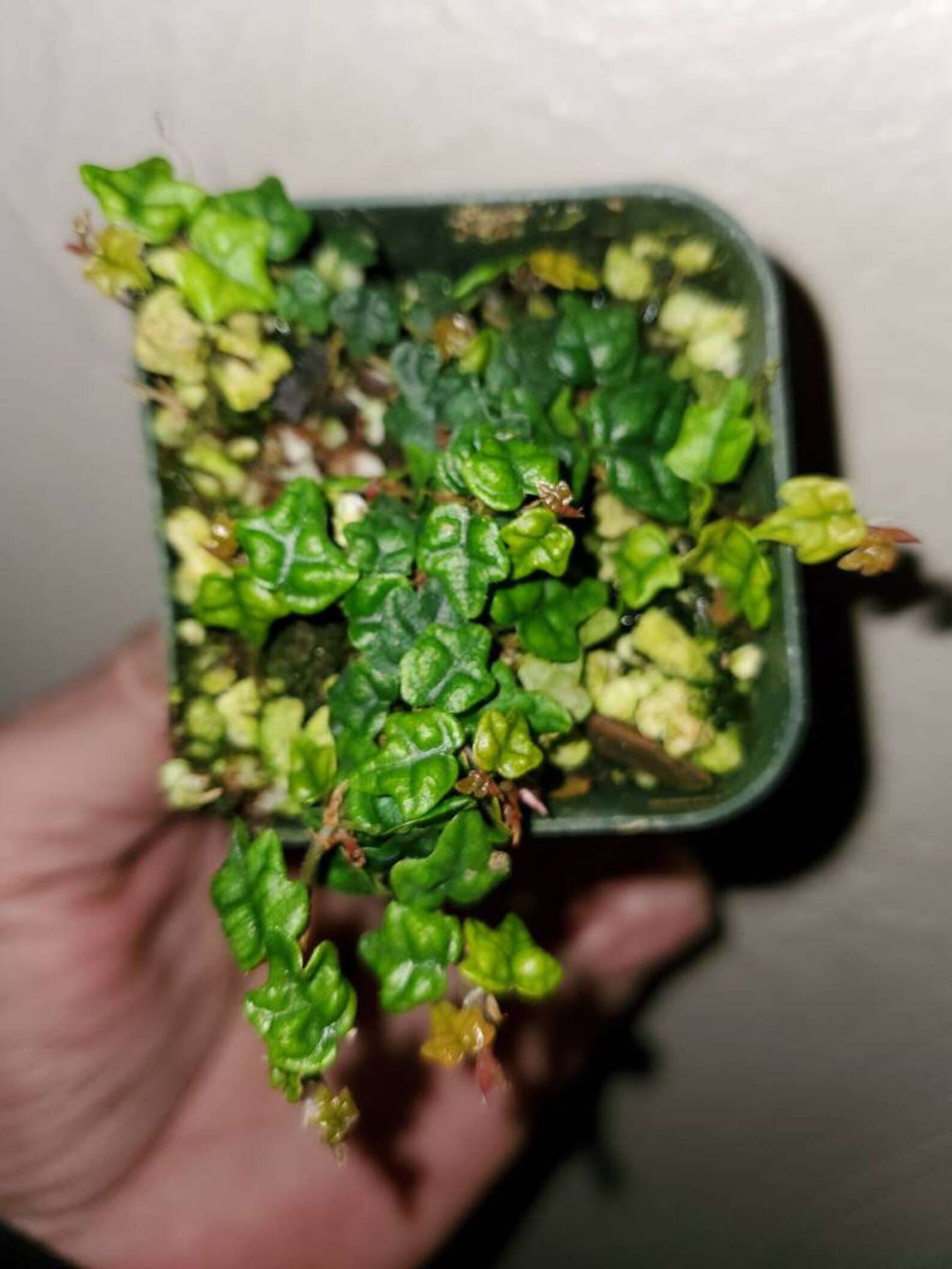 String Of Frogs Care