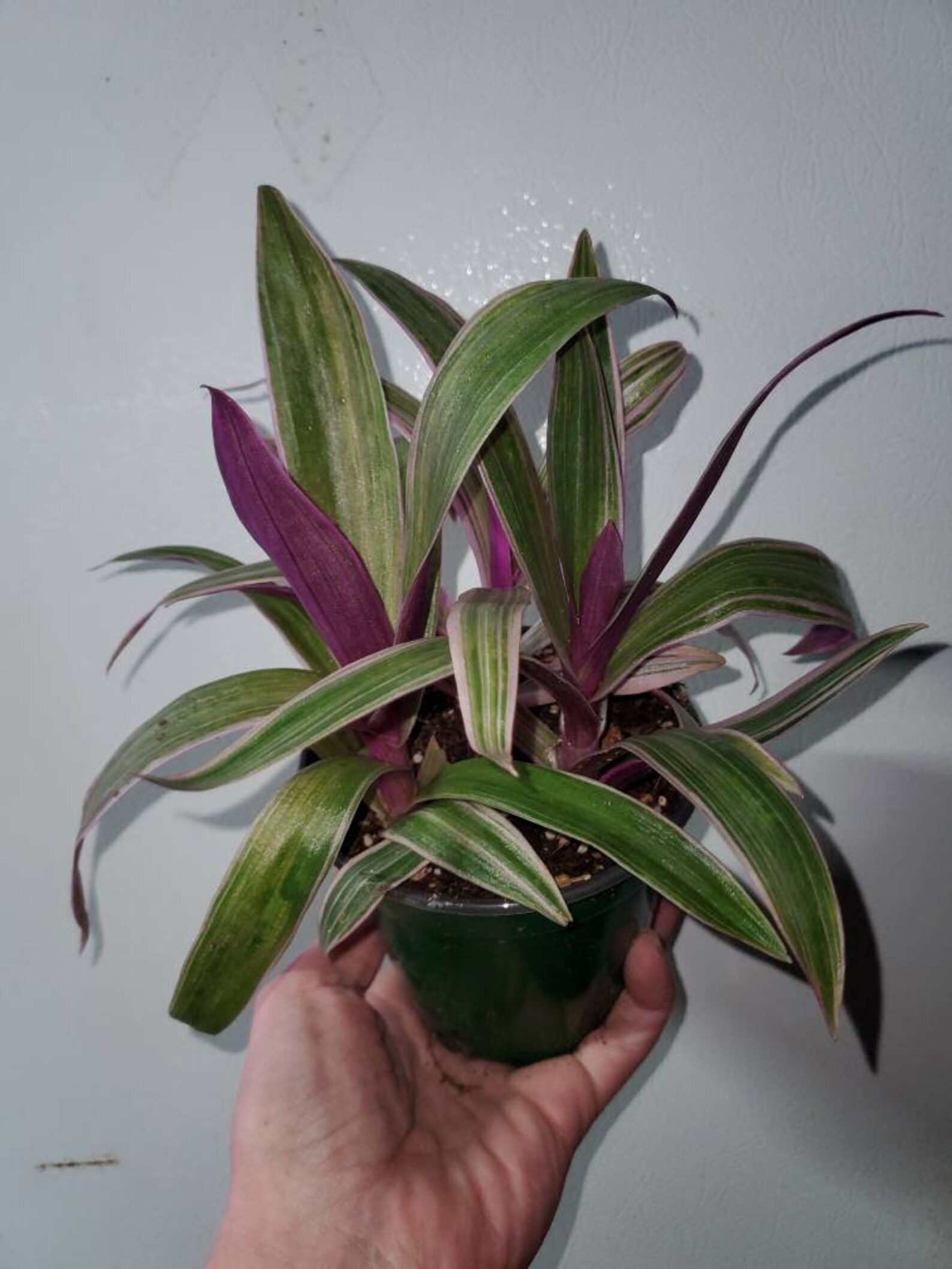 Rhoeo Discolor Tricolor Compacta 4 inch Etsy