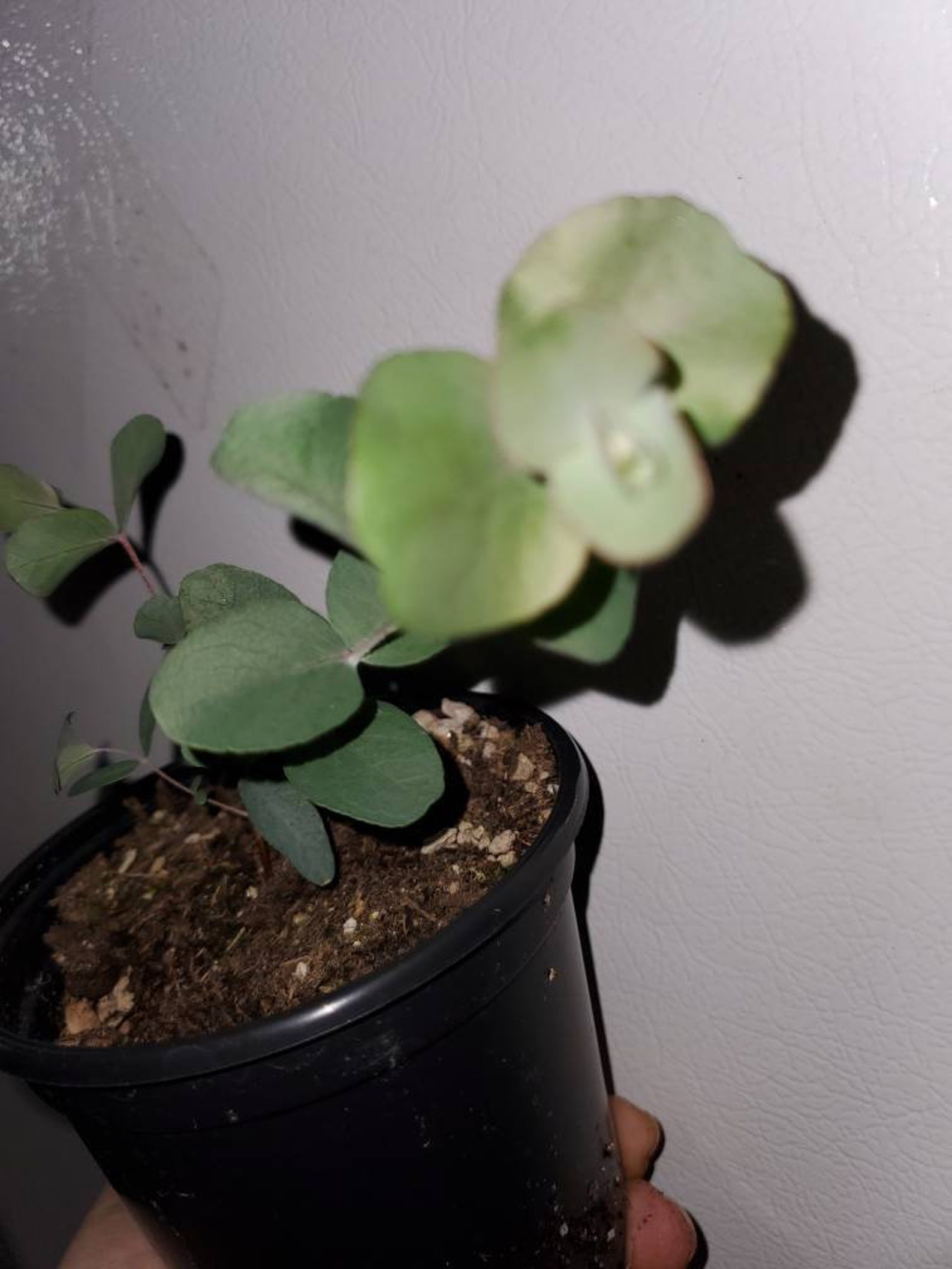 Silver Dollar Eucalyptus Plant 4 Inch Pot /eucalyptus Cinerea Etsy