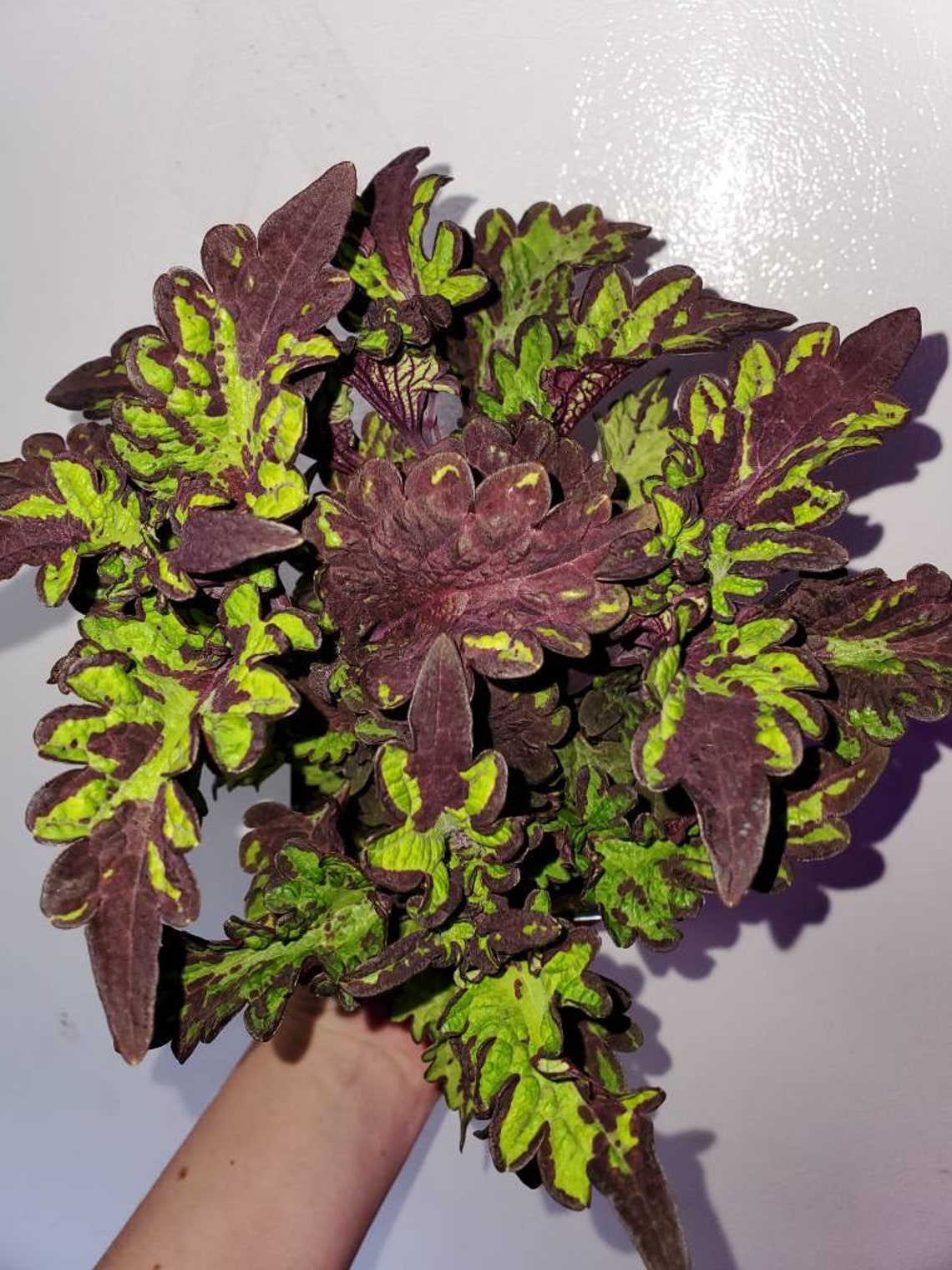 Coleus Main Street Rodeo Drive 4 Inch Pot Large | Etsy
