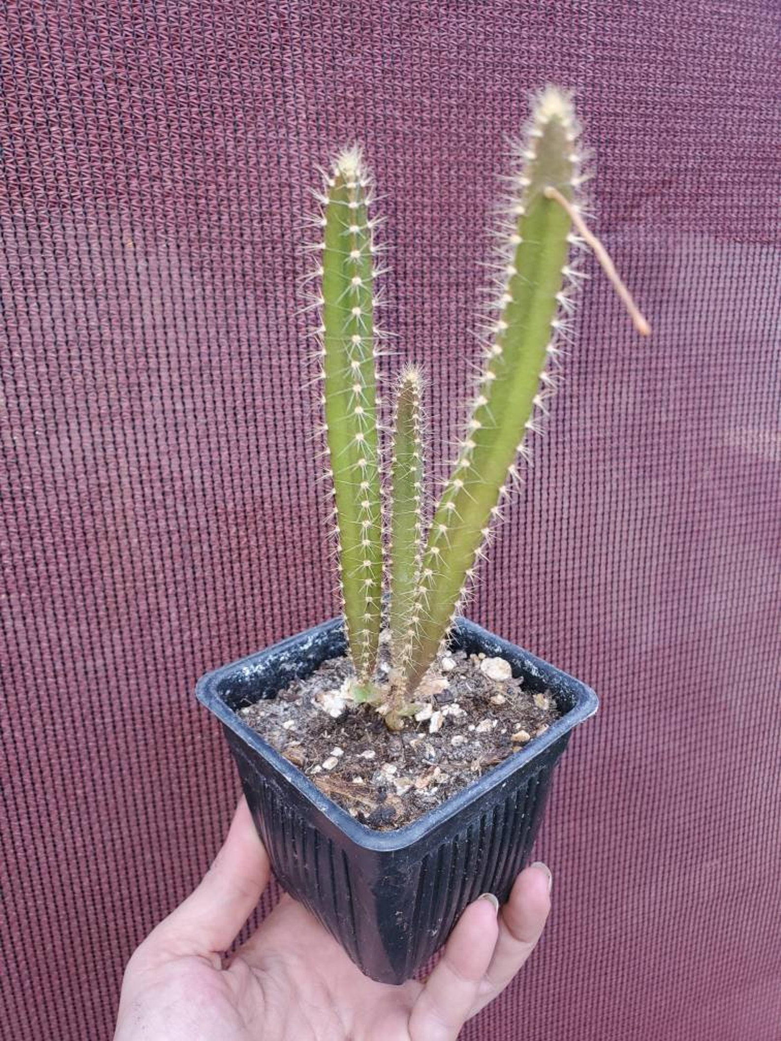 Dragon Tail Cactus 4 Pulgadas Pot | Etsy
