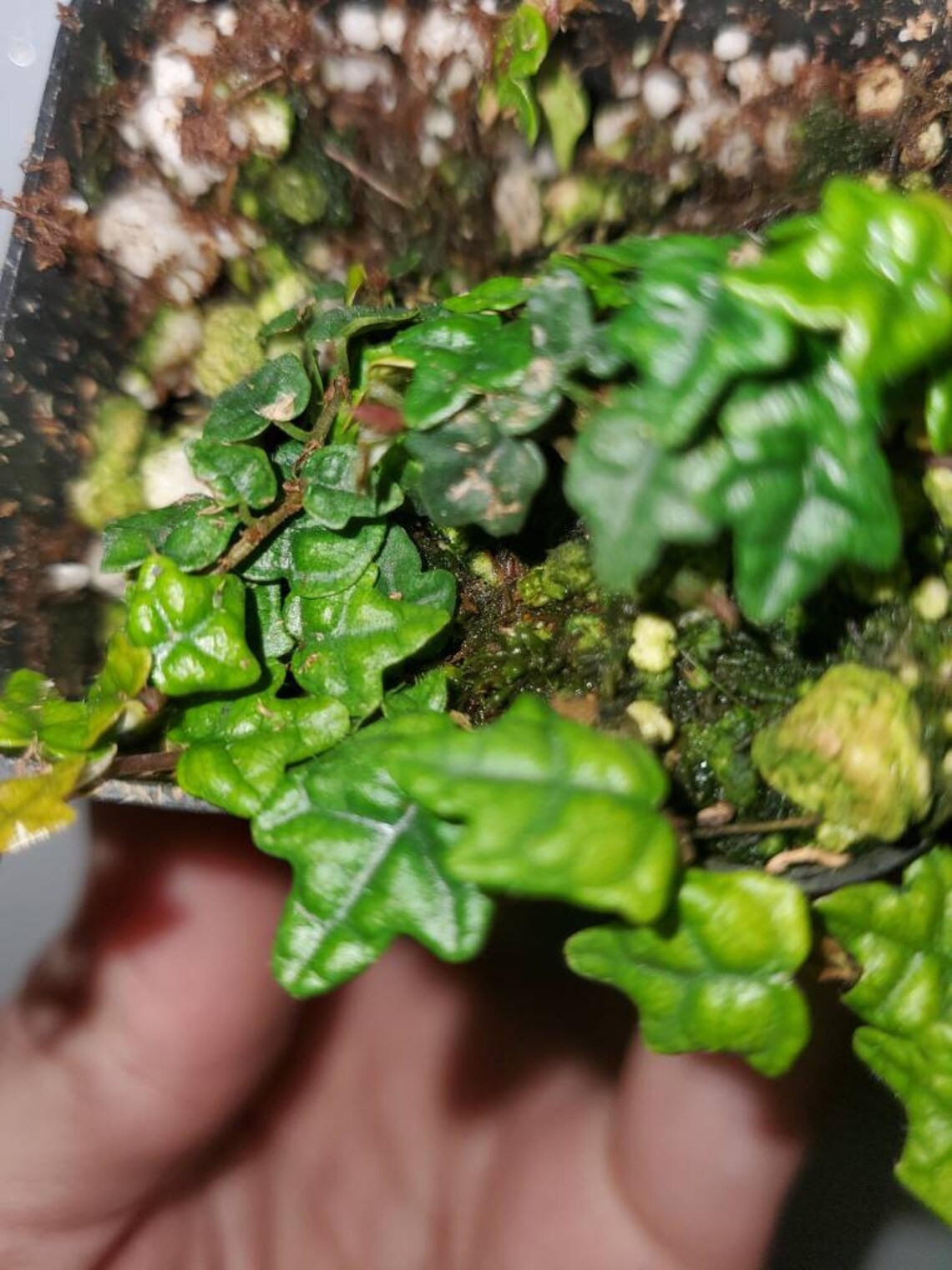 String Of Frogs Care