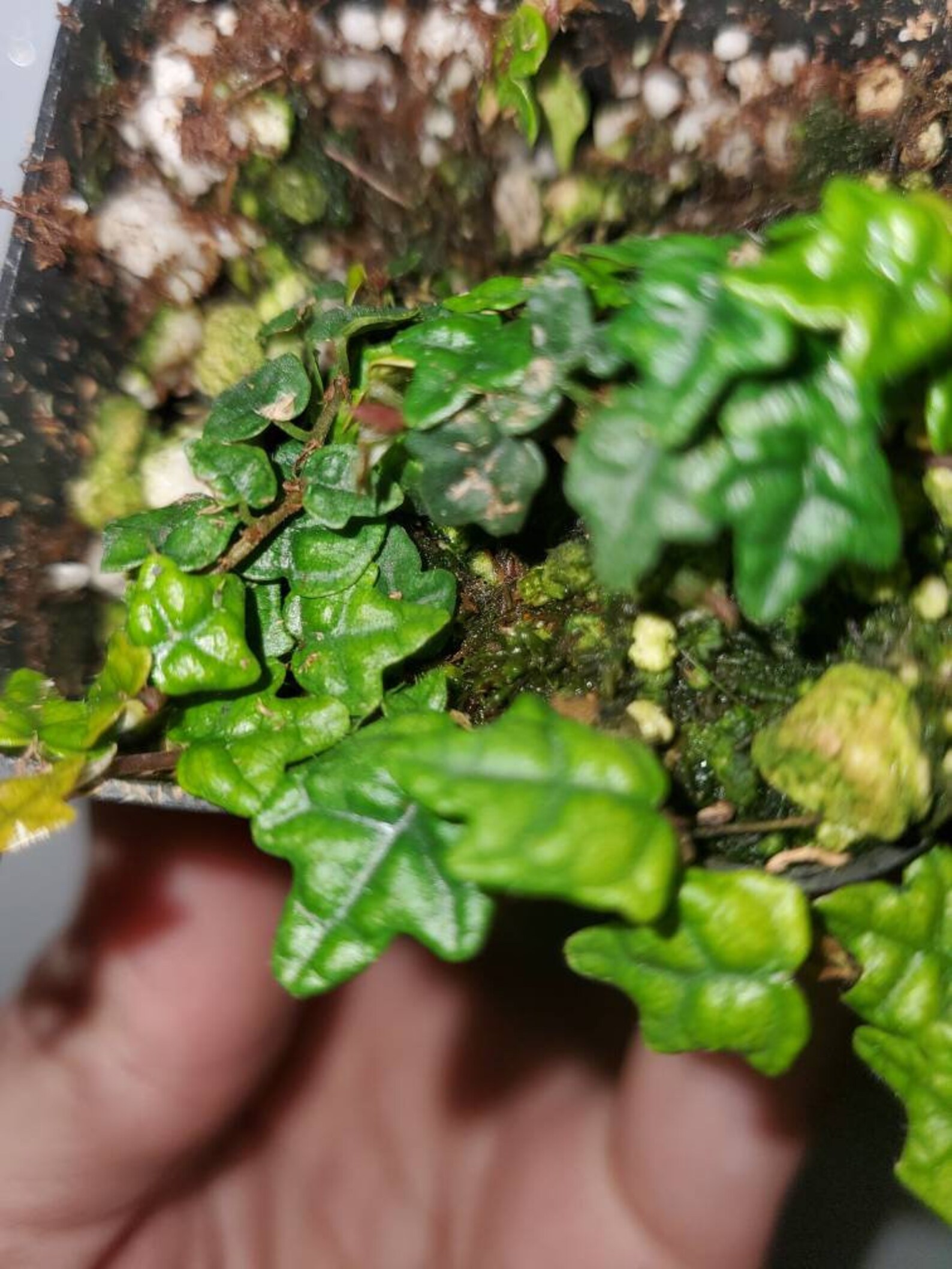 Ficus Quercifolia 2in Aka String of Frogs | Etsy