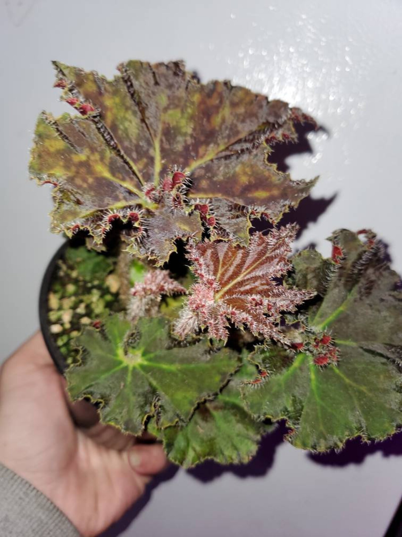 Rex Begonia 'brown Derby' Rhizomatous 4 Inch Pot Etsy