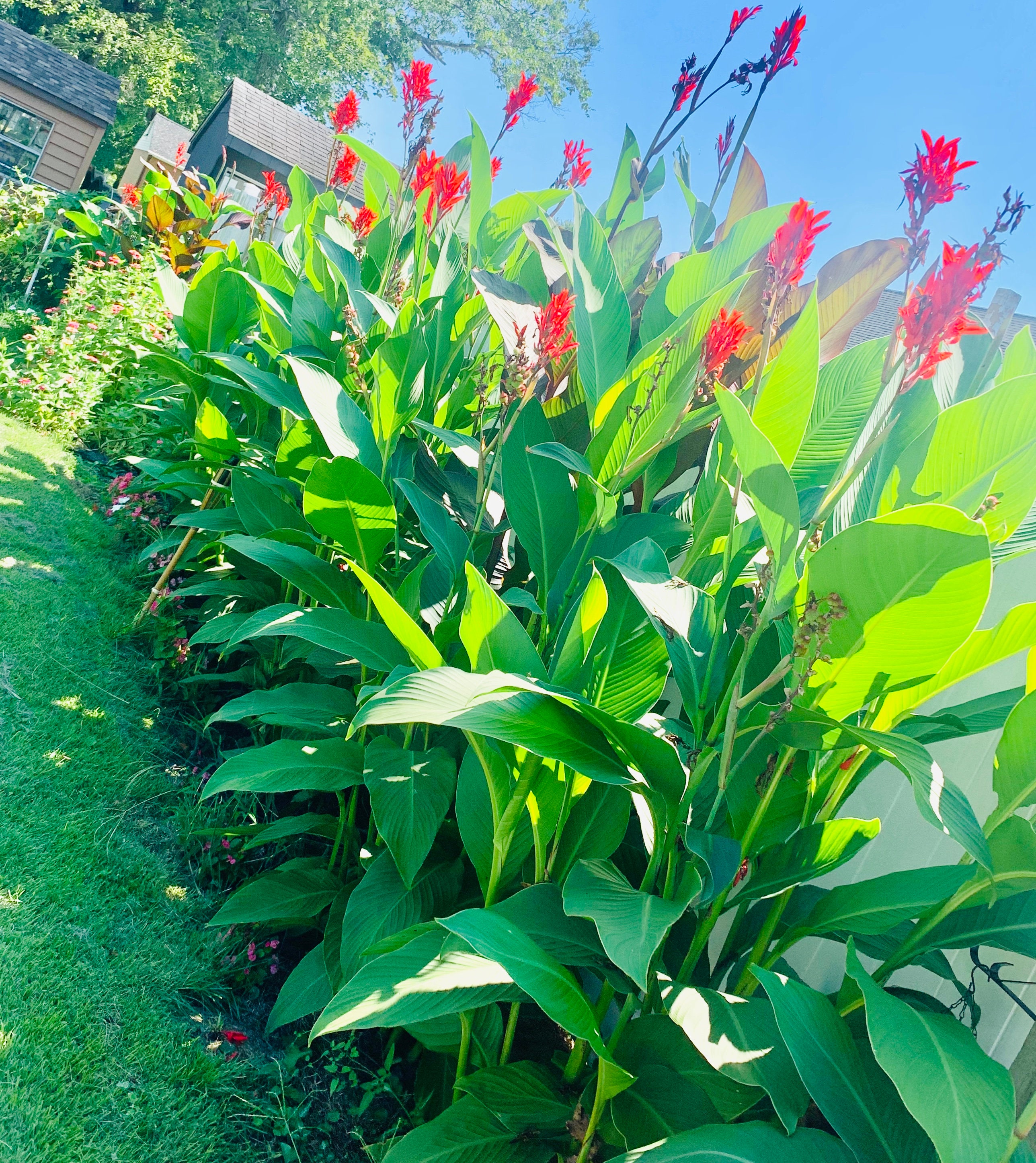 Cannas Lily Purpurea Variegated Canna Bulb Bronze Green and Etsy Canada