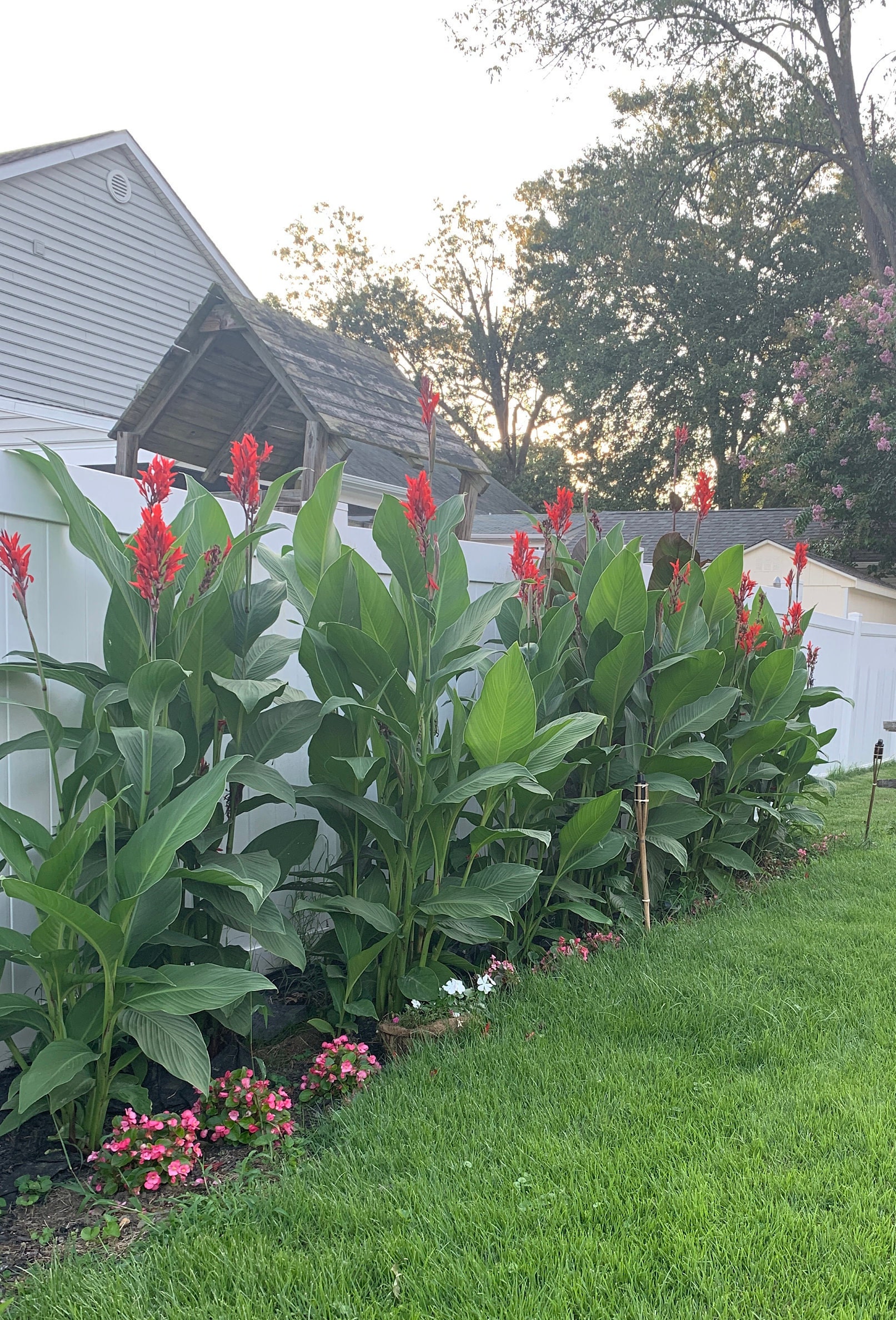Cannas Lily Purpurea Variegated Canna Bulb Bronze Green and Etsy Canada