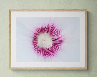 Printed art photograph of a hollyhock rose flower, for framing and decoration, on glossy photo paper, A4, A3, A2