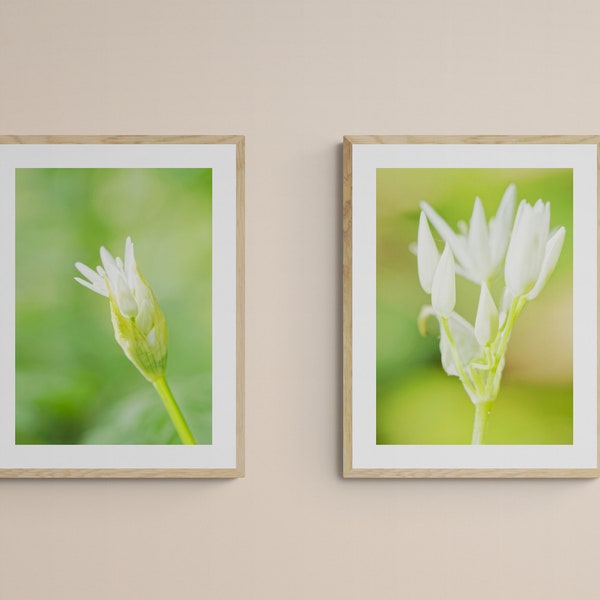 Set de deux photographies Nature verticales de Fleurs d'Ail des ours blanche, imprimées sur papier photo pro brillant pour décoration murale