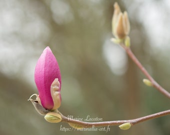 Photographie imprimable d'un bourgeon de Fleur de Magnolia rose, À télécharger pour décoration murale, Photographie florale numérique