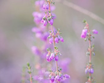 Art mural, photographie imprimée, fleurs de Bruyères violettes, tirage d'art, décoration d'intérieur, sur papier photo pro brillant