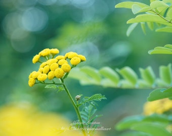 Tirage d'Art imprimé d'une photographie de fleurs de Tanaisie à encadrer pour décoration murale, impression sur papier photo pro brillant