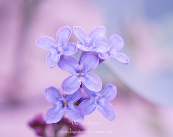 Fleurs de Lilas, Impression d'Art sur papier photo pro brillant, photographie pour décoration murale ou cadeaux, formats A4, A3, A2