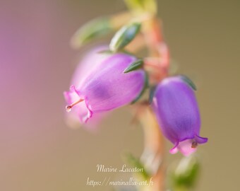 Photographie imprimée de fleurs de Bruyères violettes en détails, sur papier photo pro brillant, pour décoration d'intérieur et murale