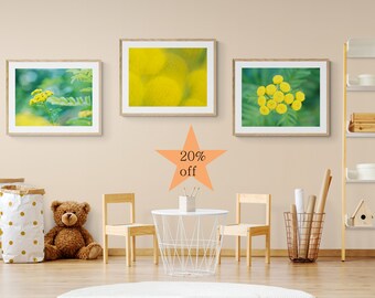 Set of three Yellow Tansy flower photography art prints printed on glossy photo paper for wall decoration
