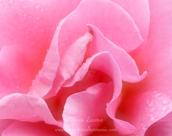 Photographie imprimée d'une Fleur de Rose rose, tirage d'art, sur Papier photo pro brillant pour décoration murale