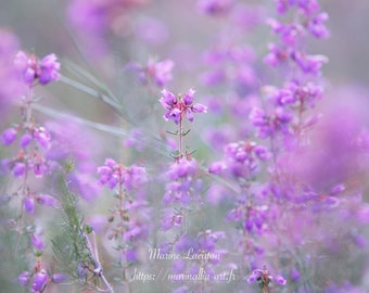 Fine Art Photography Print, Wall Art, Fine Art Print of a Photograph of Purple Heather Flowers in Summer, Glossy Pro Photo Paper