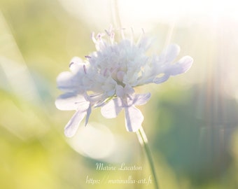 Impression d'art d'une photographie de fleur sauvage de Scabieuse en forêt, sur papier photo pro brillant, pour décoration de murs